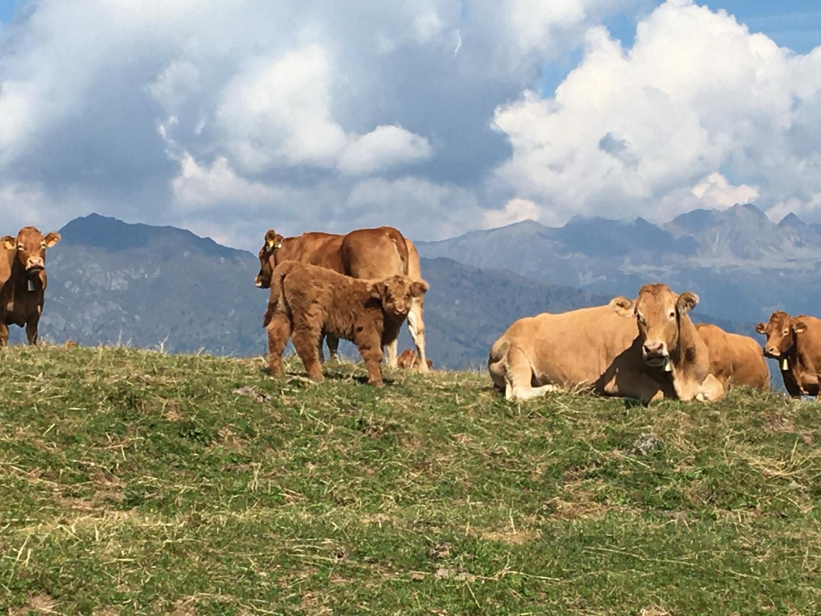 trekking-peller-mucche